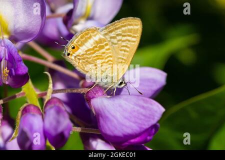 Closeup of the Lampides boeticus, small orange butterfly on lilac flower with green background. Stock Photo