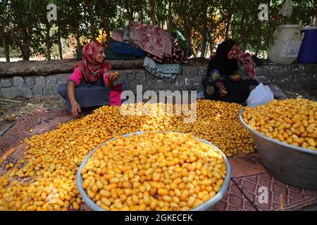 Saqqara, Egypt. 14th Sep, 2021. Farmers sort out newly-harvested dates at a date farm in Saqqara district, south of Cairo, Egypt, on Sept. 14, 2021. Date in Egypt entered harvest season since September. Credit: Sui Xiankai/Xinhua/Alamy Live News Stock Photo