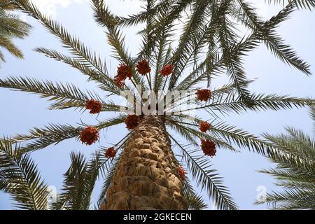 Saqqara, Egypt. 14th Sep, 2021. Photo shows dates at a date farm in Saqqara district, south of Cairo, Egypt, on Sept. 14, 2021. Date in Egypt entered harvest season since September. Credit: Sui Xiankai/Xinhua/Alamy Live News Stock Photo
