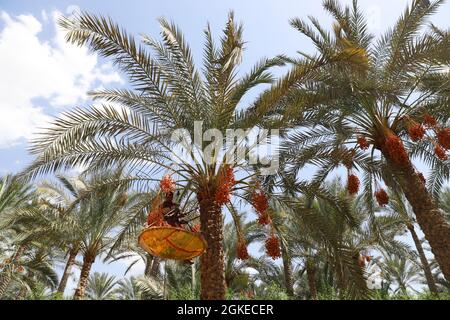 Saqqara, Egypt. 14th Sep, 2021. A farmer climbs on a date tree to harvest dates at a farm in Saqqara district, south of Cairo, Egypt, on Sept. 14, 2021. Date in Egypt entered harvest season since September. Credit: Sui Xiankai/Xinhua/Alamy Live News Stock Photo