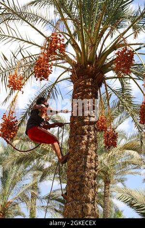 Saqqara, Egypt. 14th Sep, 2021. A farmer climbs on a date tree to harvest dates at a farm in Saqqara district, south of Cairo, Egypt, on Sept. 14, 2021. Date in Egypt entered harvest season since September. Credit: Sui Xiankai/Xinhua/Alamy Live News Stock Photo