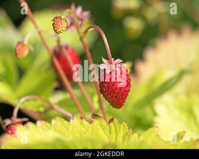 Wild strawberries, Fragaria vesca, fruits Stock Photo