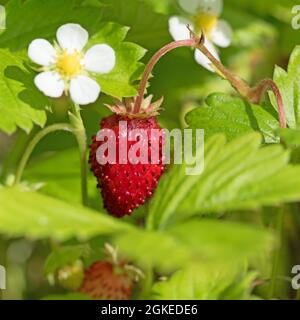 Wild strawberries, Fragaria vesca, fruits and bloosoms Stock Photo