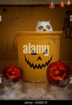 Adorable domestic cat at home in a ghost costume. Halloween decoration. Stock Photo