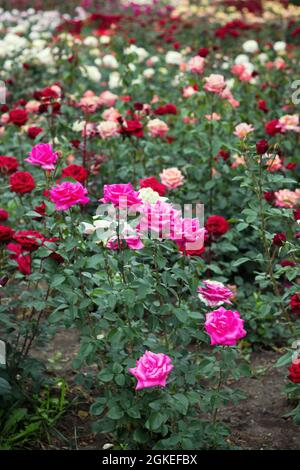 Garden with the beautiful blossoming roses of different flowers Stock Photo