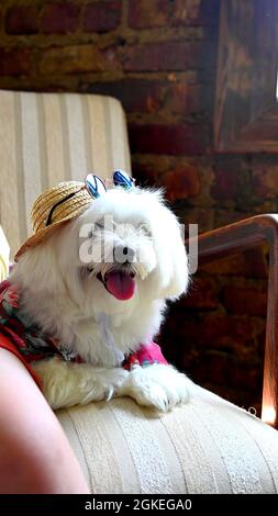 A maltese dog with a hat and glasses Stock Photo