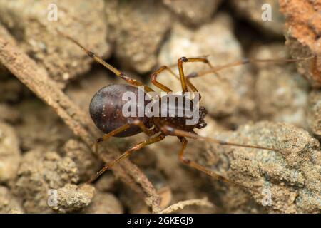 Closeup of Spitting spider, Scytodes thoracica,  Satara, Maharashtra India Stock Photo