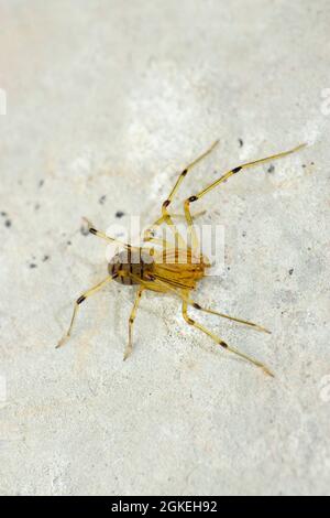 Spitting spider, Scytodes thoracica, Satara, Maharashtra, India Stock Photo