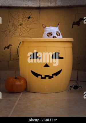 A cat in a ghost costume hides in a bucket at the Halloween party Stock Photo