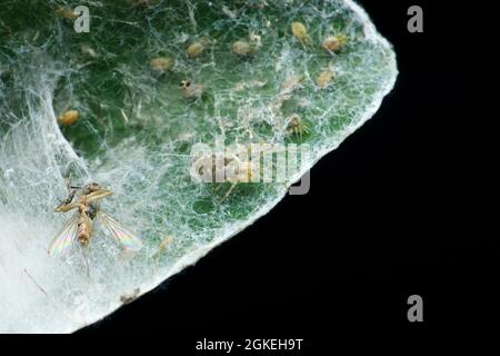 Nigma is a genus of cribellate araneomorph spiders in the family Dictynidae with spiderlings, Satara, Maharashtra, India Stock Photo