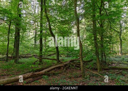 Mixed deciduous forest, with common oak (Quercus robur), and common hornbeam (Carpinus betulus), national forest Rheurdt, Rheurdt, NRW, Germany Stock Photo