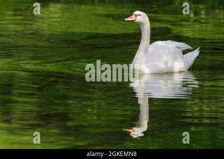 Mute swan (Cygnus olor), nature parc Schwalm-Nette, Nettetal, Viersen, NRW, Germany Stock Photo