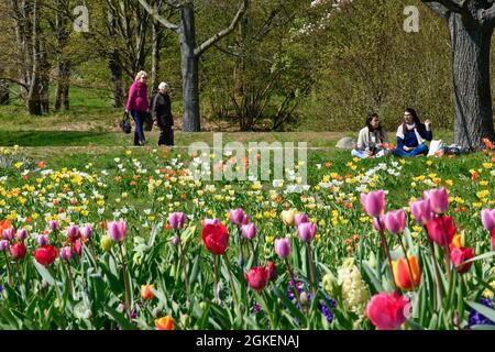 Tulip blossom, Britzer garden, Britz, Neukölln, Berlin, Germany