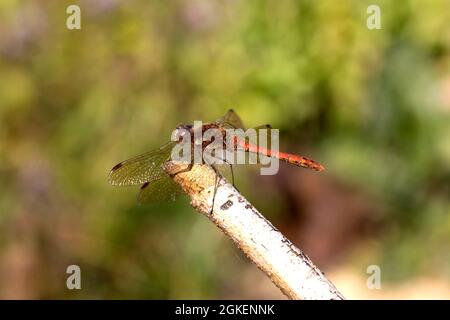 Single Male common darter dragonfly Sympetrum striolatum perched on dead twig  Costwolds UK Stock Photo