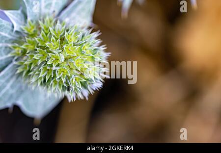 a wallpaper background image of a single green thorny cactus flower in the top left corner Stock Photo