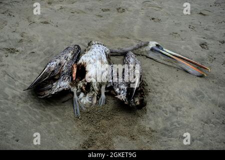 El Dorado, Peru - July 30, 2021: Dead and decomposing pelican on beach Stock Photo
