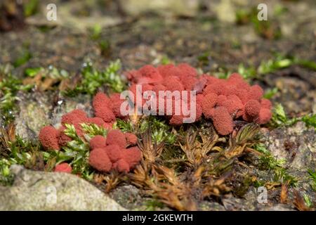 Carnival candy slime mold (Arcyria denudata) Stock Photo