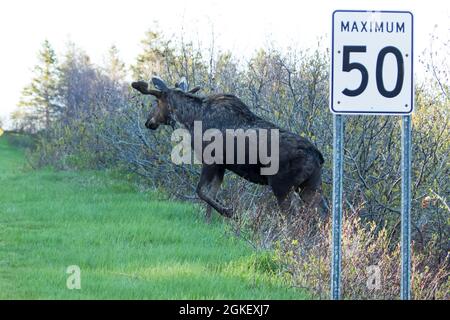 Americanus, americana, American moose, American moose (Alces alces), Moose, Elk, Deer, Deer, Hoofed animals, Artiodactyl, Mammals, Animals, American Stock Photo