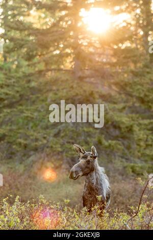 Americanus, americana, American moose, American moose (Alces alces), elk, moose, deer, deer, hoofed animals, even-toed ungulates, mammals, animals Stock Photo