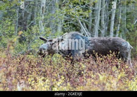 Americanus, americana, American moose, American moose (Alces alces), moose, elk, deer, deer, hoofed animals, even-toed ungulates, mammals, Animals Stock Photo