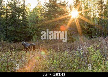 Americanus, americana, American moose, American moose (Alces alces), elk, moose, deer, deer, hoofed animals, even-toed ungulates, mammals, animals Stock Photo