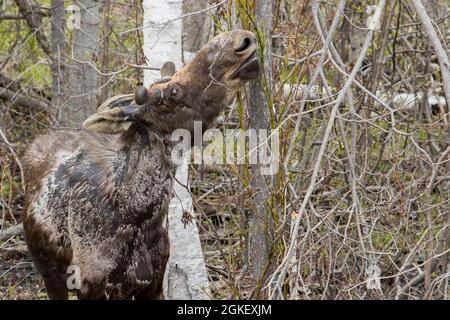 Americanus, americana, American moose, American moose (Alces alces), moose, elk, deer, deer, hoofed animals, even-toed ungulates, mammals, Animals Stock Photo