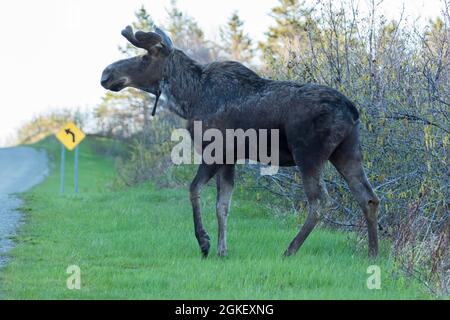 Americanus, americana, American moose, American moose (Alces alces), Moose, Elk, Deer, Deer, Hoofed animals, Artiodactyl, Mammals, Animals, American Stock Photo