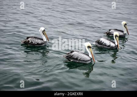 El Dorado, Chimbote, Peru - July 30, 2021: Four herons swimming on sea Stock Photo