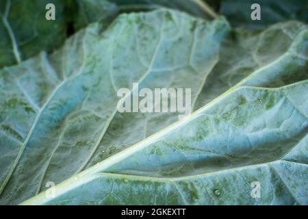 Close up of the back of a Tuscan / Lacinato kale leave showing ribs and views Stock Photo