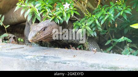 Water monitor lizard on the concrete bank of the canal. This species of reptile has adapted well to the neighborhood of humans in Sri Lanka and is cal Stock Photo