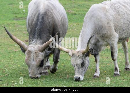 Hungarian steppe cattle, Hungarian grey cattle Stock Photo