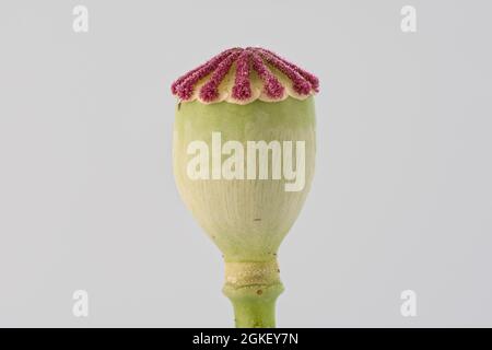 Poppy flowers (Papaver rhoeas) Poppy flower, clap rose, poppy capsule, nature park Park Frau-Holle-Land, Lower Saxony, Germany Stock Photo