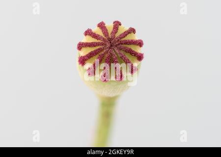 Poppy flowers (Papaver rhoeas) Poppy flower, clap rose, poppy capsule, nature park Park Frau-Holle-Land, Lower Saxony, Germany Stock Photo