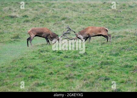 Red deer (Cervus elaphus), stag, rut, captive Stock Photo