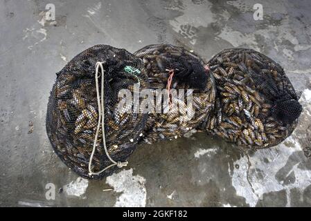 El Dorado, Chimbote, Peru - July 30, 2021: Three fishing nets full of shellfish on dockside Stock Photo