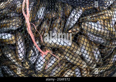 El Dorado, Chimbote, Peru - July 30, 2021: Close up of fishing net full of shellfish on dockside Stock Photo