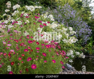 Pink cosmos in a pot with hydrangea paniculata White Moth behind and ceanothus Gloire de Versailles at the rear, beside a pond in Devon, UK Stock Photo