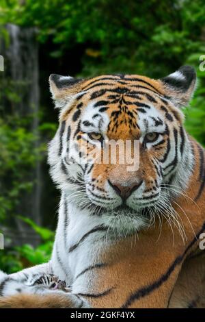 Siberian tiger (Panthera tigris altaica) close-up portrait with cub Stock Photo