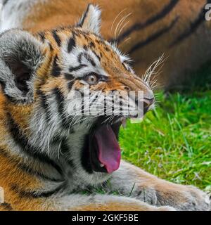 Siberian tiger (Panthera tigris altaica) cub growling showing fangs in open mouth Stock Photo