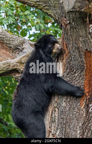 Spectacled bear / Andean bear (Tremarctos ornatus) only bear native to South America climbing tree in zoo Stock Photo