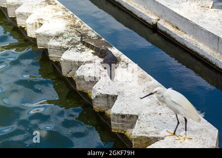 Heron and monitor lizard bask in the sun by the water on a concrete parapet. Wild animals in the city. Stock Photo