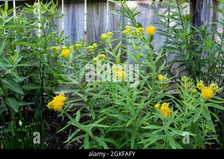 Ascclepias tuberosa, 'Hello Yellow' milkweed in bloom, flanked by swamp milkweed  Asclepias, 'Cinderella' , which has purple blooms when flowering. Stock Photo