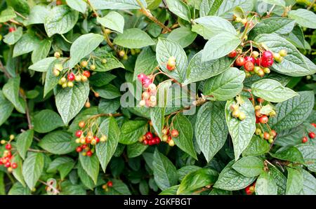 Clusters of ripening red berries on Cotoneaster lacteus evergreen shrub Stock Photo