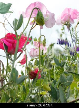 Scented sweet pea plants growing in a mixed border during September Stock Photo