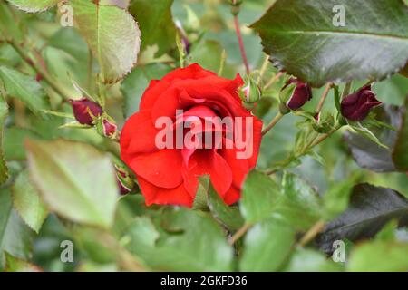 Rose Stock Photo