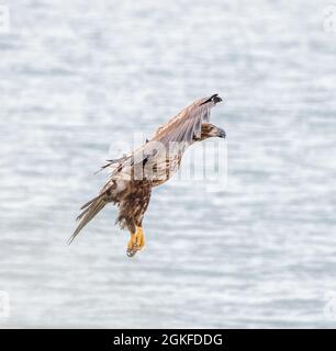 A young bald eagle coming in for a landing on a beach. Stock Photo