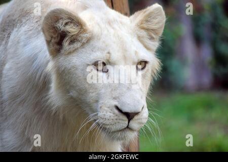 Young White Lion Panthera Leo Krugeri Portrait