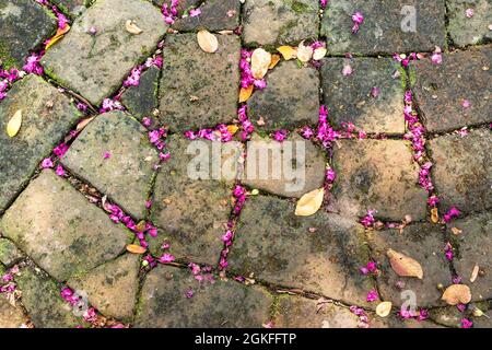 Old cobblestone bricks on ground with pink flower petals Stock Photo