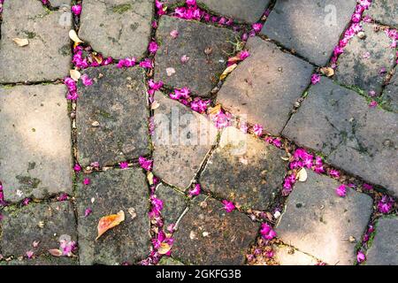 Old cobblestone bricks on ground with pink flower petals Stock Photo