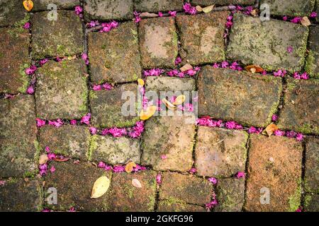Old cobblestone bricks on ground with pink flower petals Stock Photo